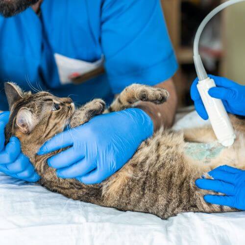 cat having an ultrasound