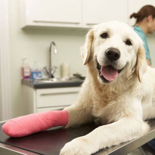a dog having its paw bandaged 