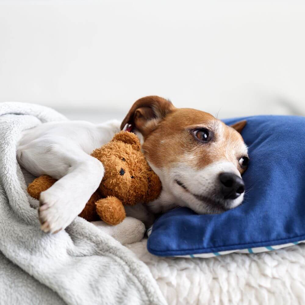 dog sleeping with teddy