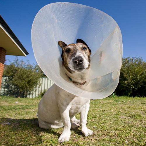 dog wearing a cone after surgery
