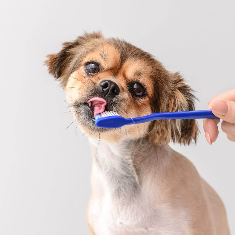a person brushing a dogs teeth