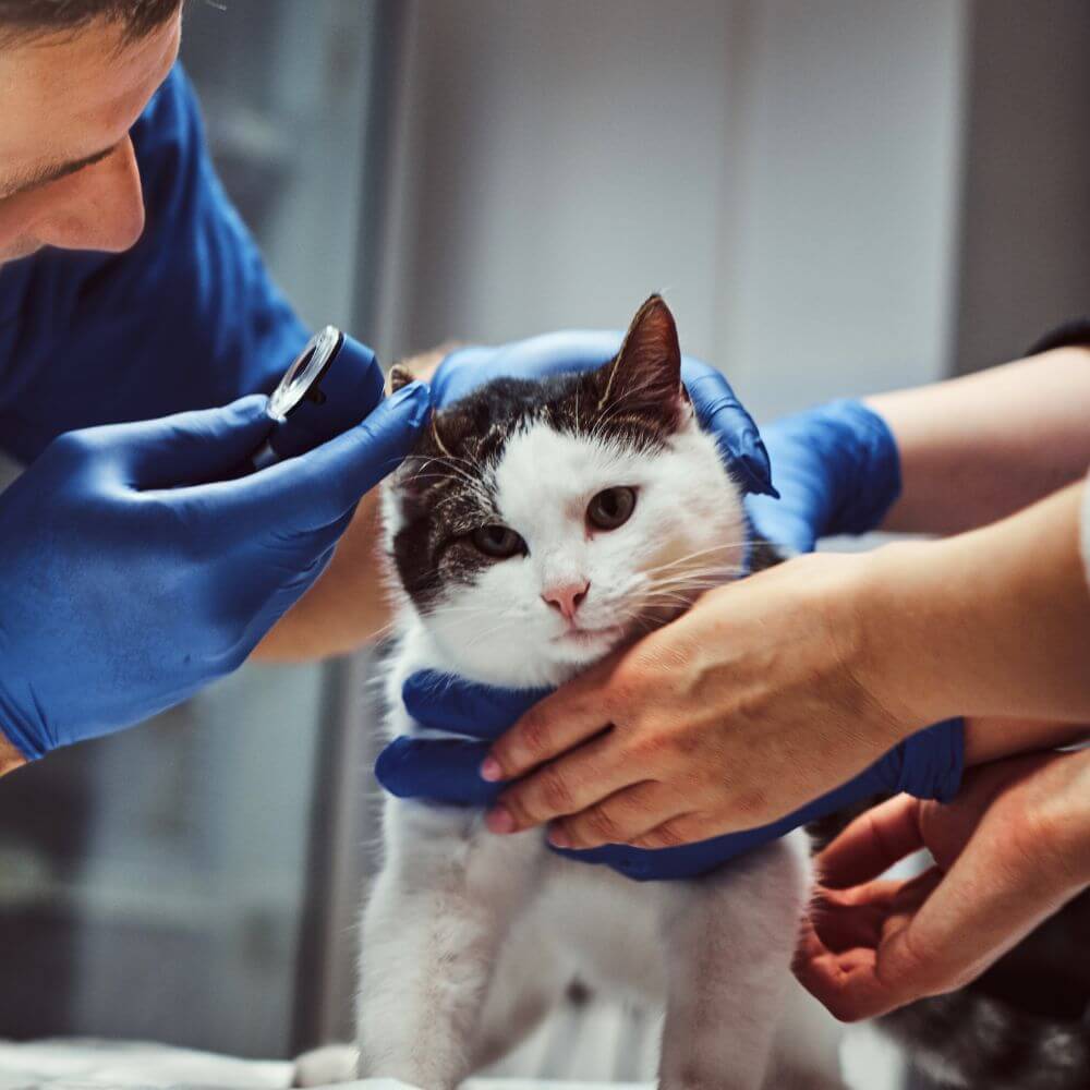 veterinarian checking a cats ear