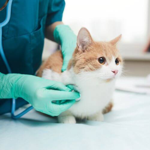 a veterinarian examining a cat