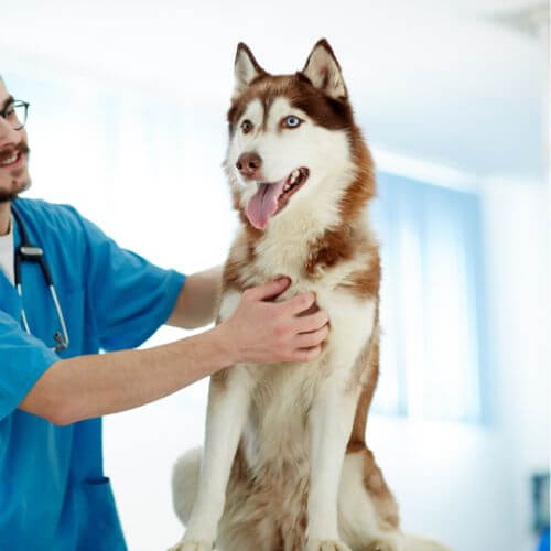 a veterinarian petting a dog
