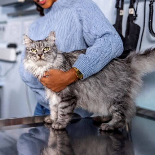 a woman holding a cat
