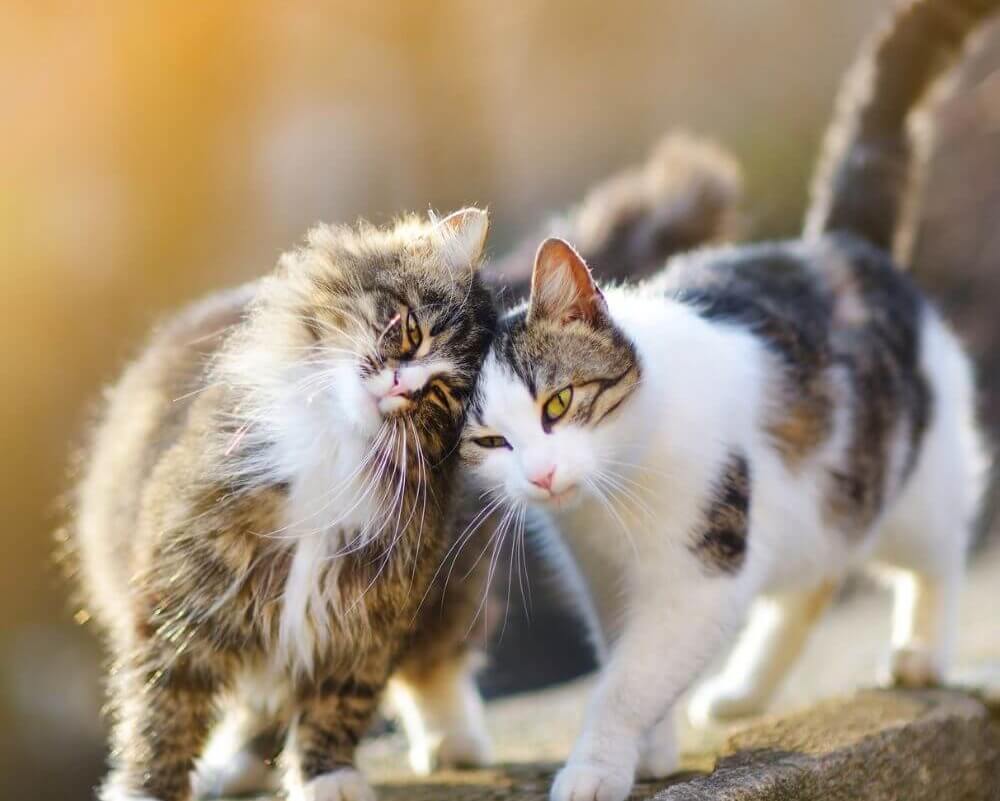 cat touching heads with another cat