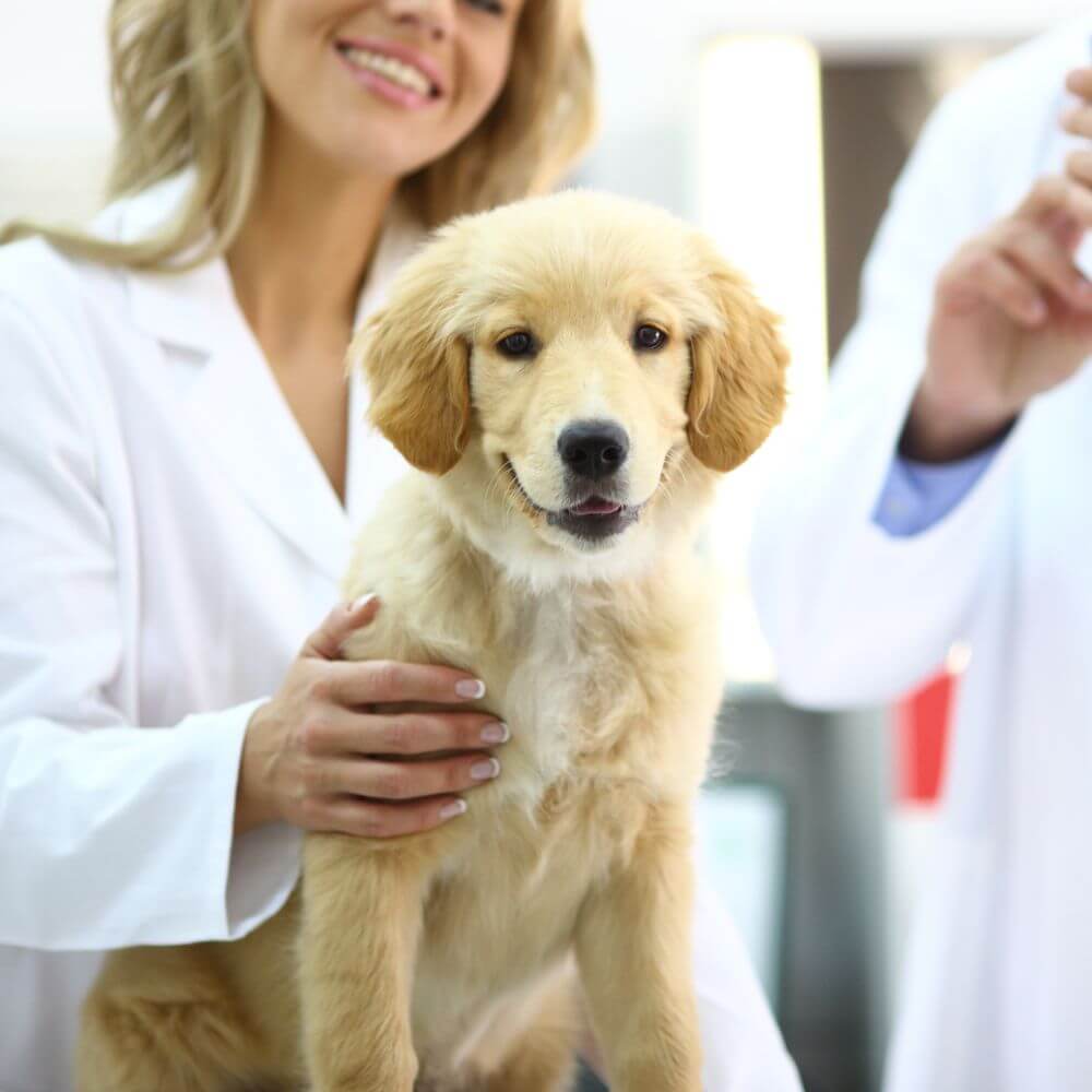 veterinarians hand on dog