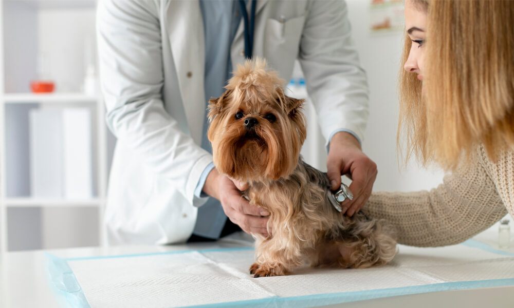 dog being examined by a doctor