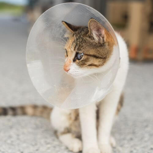 a cat wearing a plastic cone