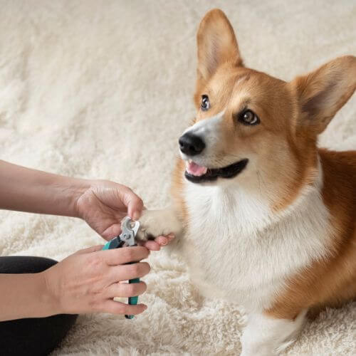 person trimming dogs nails