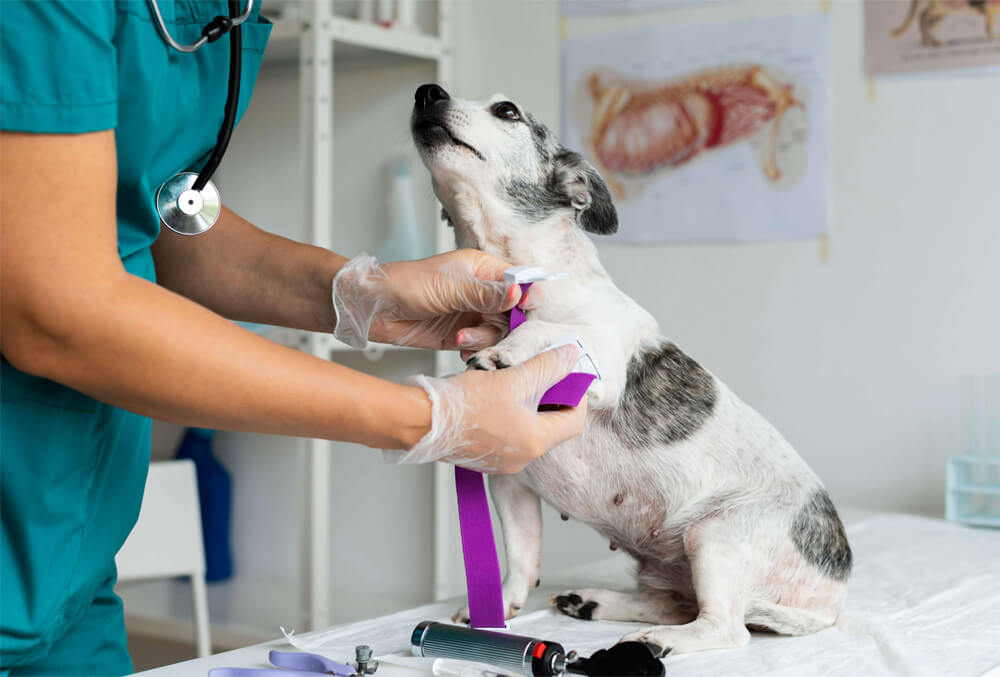 pet soft tissue surgery