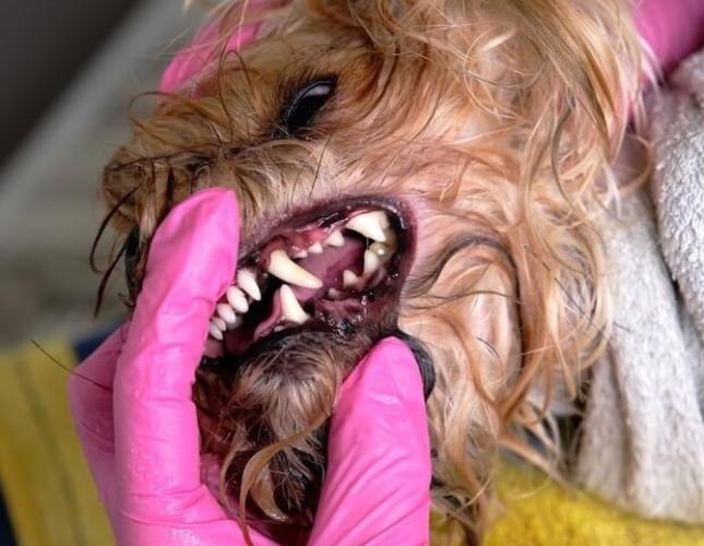teeth cleaning for dogs after