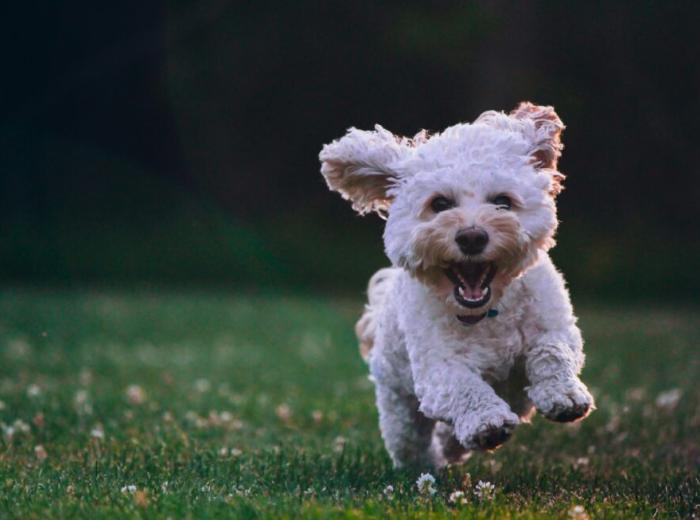 The Importance of Pet Dental Health: A Guide for Pet Parents