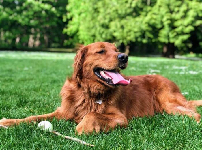 Protecting Your Pet: The Importance of Parasite Prevention and Screening
